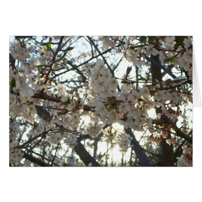 Florecimiento de cerezo por la noche II Puesta de  (Anverso (Horizontal))