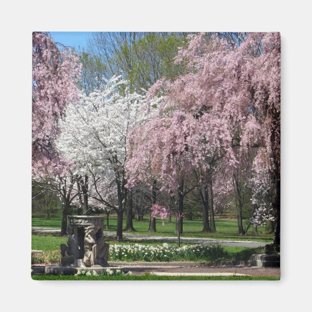 Florecimiento de cerezos en el imán Filadelfia (Frente)