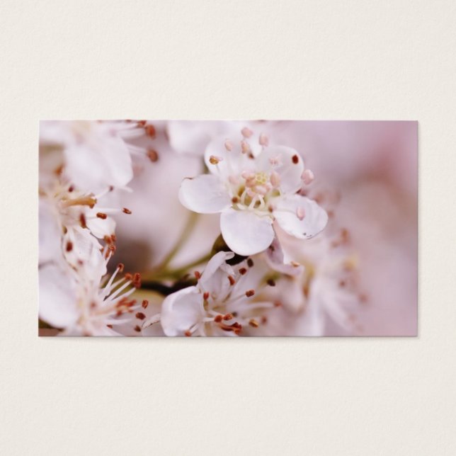 Florecimiento de cerezos en flor (Frente)