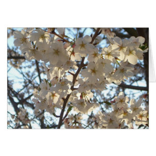 Florecimiento de cerezos por la noche en flor de p