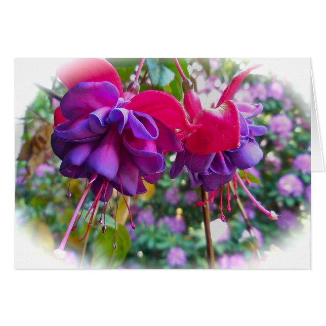 Florecimiento de la Fushia Púrpura Roja (Anverso (Horizontal))