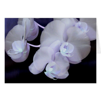 florecimiento de orquídeas