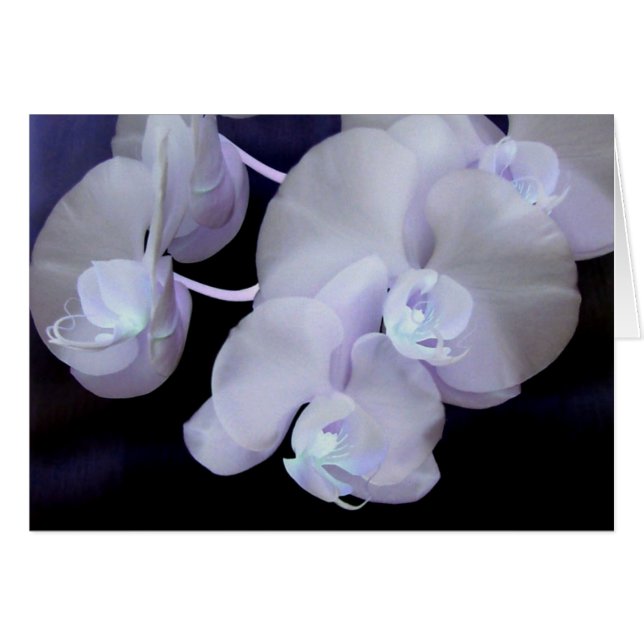 florecimiento de orquídeas (Anverso (Horizontal))