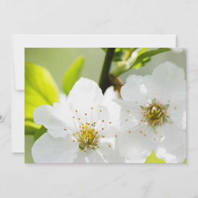 Florecimiento de primavera (Anverso)