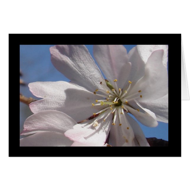 Florecimiento de primavera II (Anverso (Horizontal))