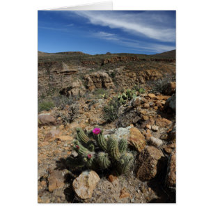 Florecimiento del cactus