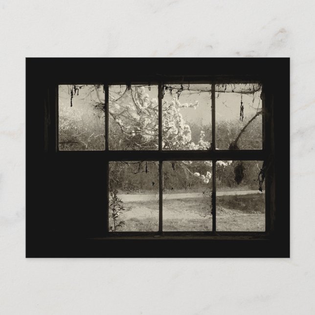 Florecimiento del cerezo a través de una tarjeta p (Anverso)