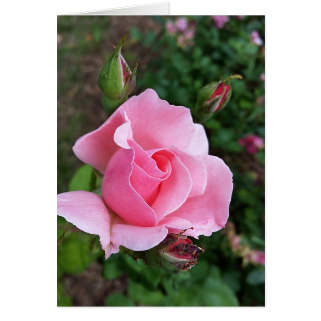 florecimiento rosa rosado (Frente)