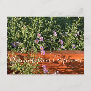 Florecimientos de California: Postal de Aster de C