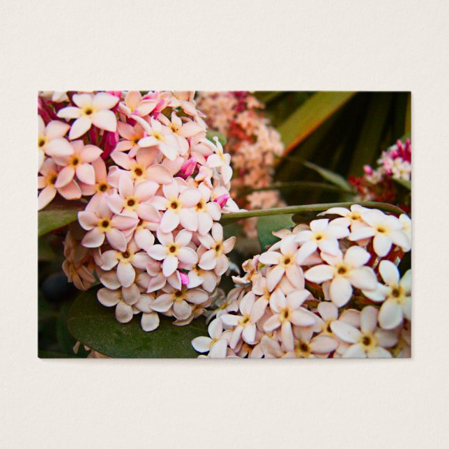 Flores (Frente)