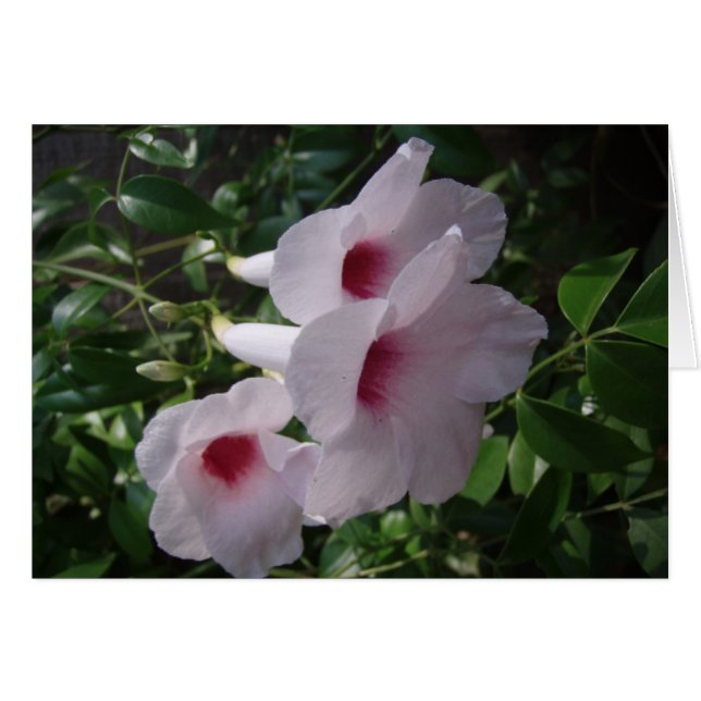 Flores (Anverso (Horizontal))