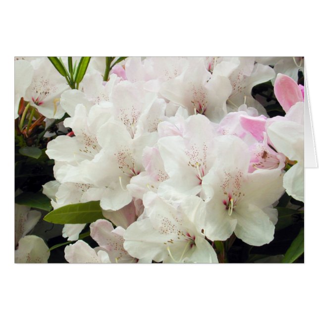 Flores (Anverso (Horizontal))