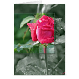 Flores a orillas del lago - Red Rose Bud