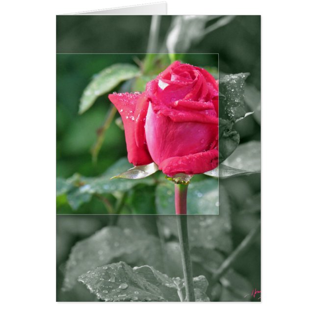 Flores a orillas del lago - Red Rose Bud (Frente)