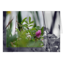 Flores a orillas del lago - Rosa