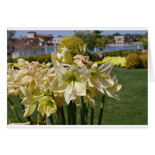 Flores amarillas (Anverso (Horizontal))