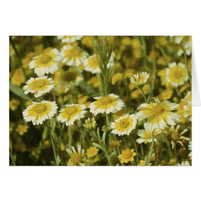 Flores amarillas (Anverso (Horizontal))