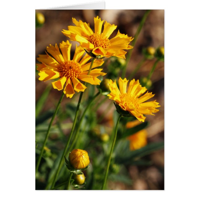 Flores amarillas bonitas (Frente)