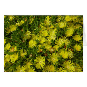 Flores amarillas de la planta de hielo de oro