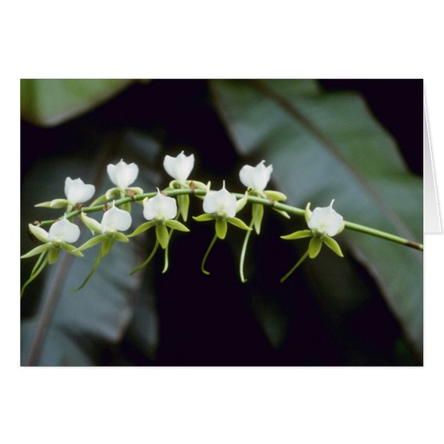 Flores amarillas de Rothschildiana (Vanda) (Anverso (Horizontal))