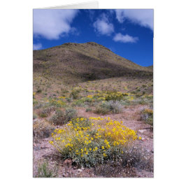 Flores Amarillas en Valle de la Muerte