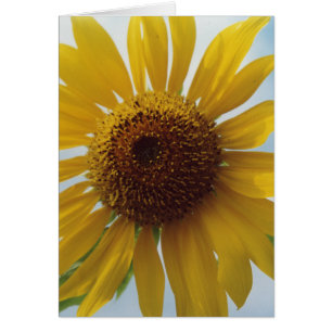 Flores amarillas vibrantes del girasol en cielo