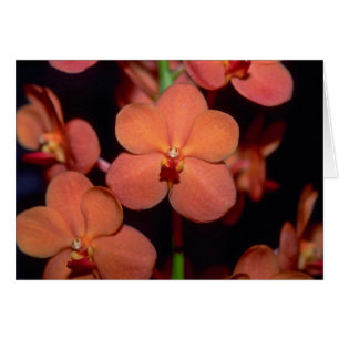 Flores anaranjadas de Vanda
