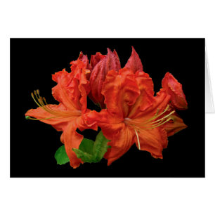 Flores anaranjados de la azalea