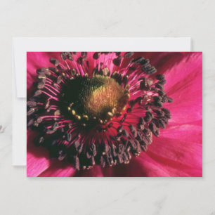 Flores anemónicas rojas