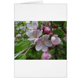 Flores Apple Blossom Pink Pattern Art