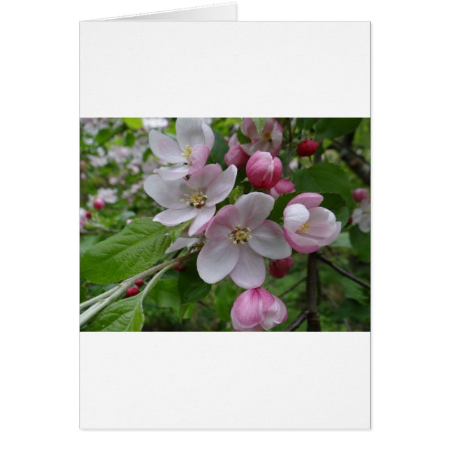 Flores Apple Blossom Pink Pattern Art (Frente)