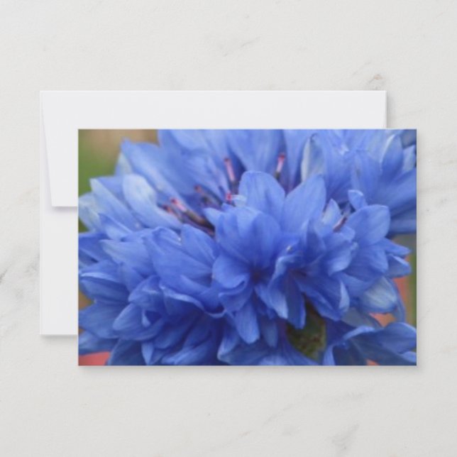 Flores azul mariposa Blissful Blossoms (Anverso)