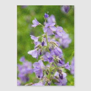Flores azules delgadas en un campo verde en primav