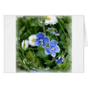 flores azules minúsculas