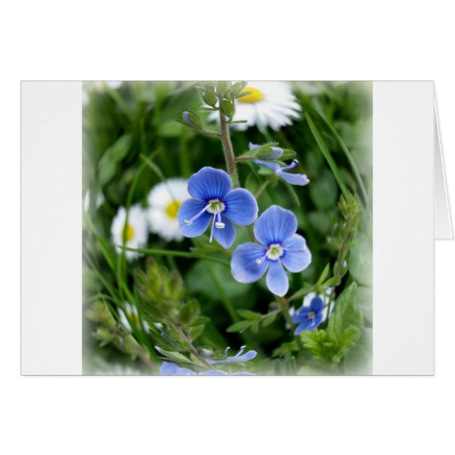 flores azules minúsculas (Anverso (Horizontal))