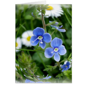 flores azules minúsculas