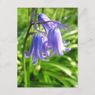 Flores azules - Postales