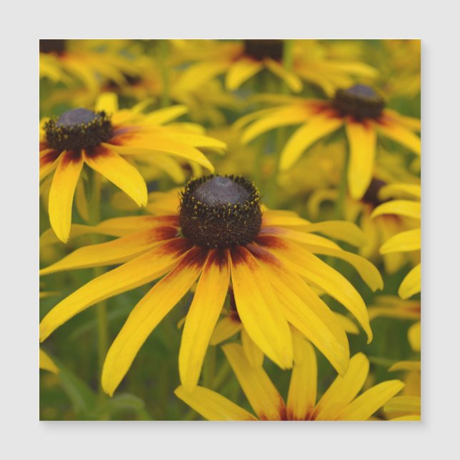 Flores Black Eyed Susan (Anverso)