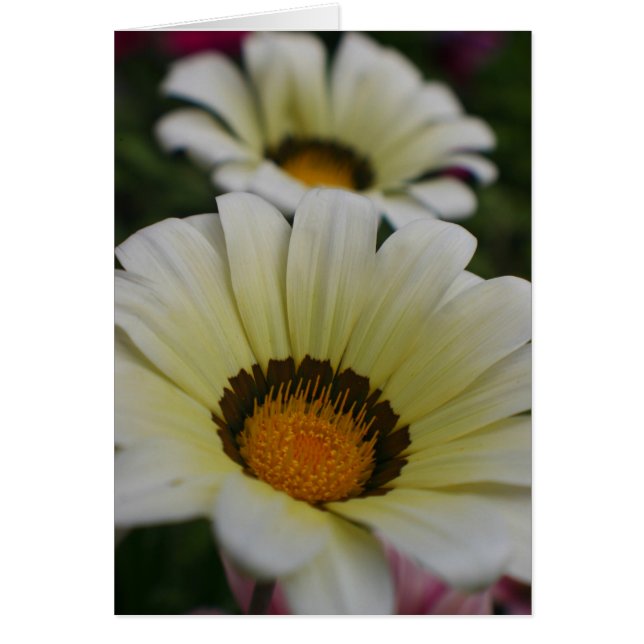 Flores blancas (Frente)