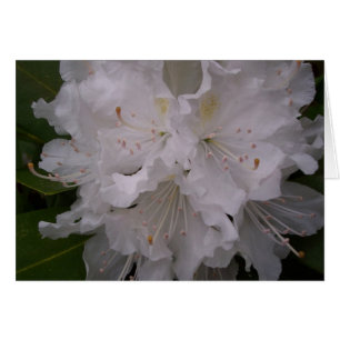 Flores blancas