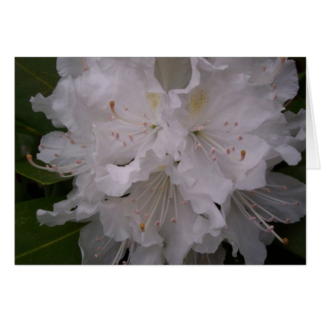 Flores blancas (Anverso (Horizontal))