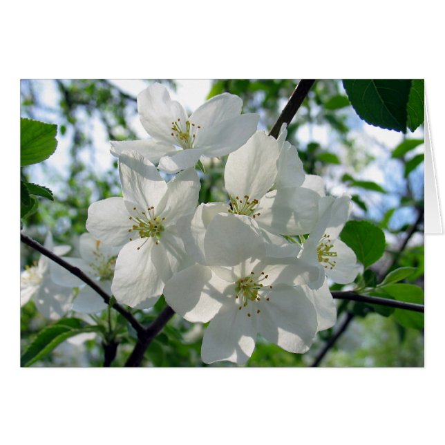 Flores blancas (Anverso (Horizontal))