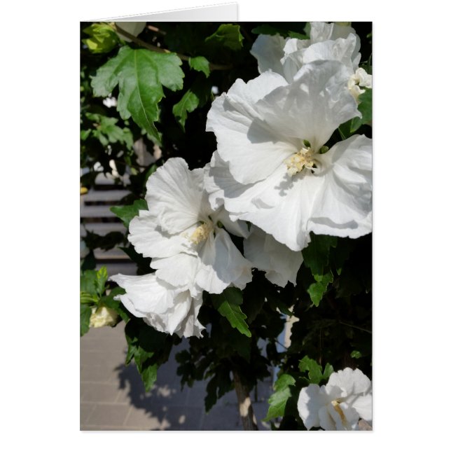 flores blancas cálidas (Frente)