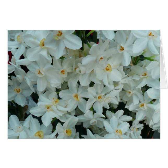 Flores blancas de arcissus paperblancas (Anverso (Horizontal))