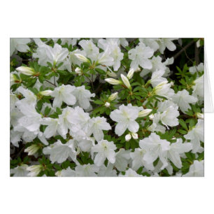 Flores blancas de Azalea Bush en flor en todas las