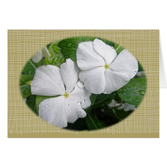 Flores blancas de impaciencia (Anverso (Horizontal))