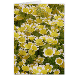 Flores blancas de oro soleado