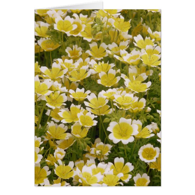 Flores blancas de oro soleado (Frente)