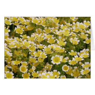 Flores blancas de oro soleado