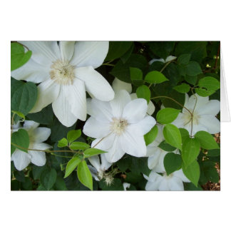 Flores blancas en la vid